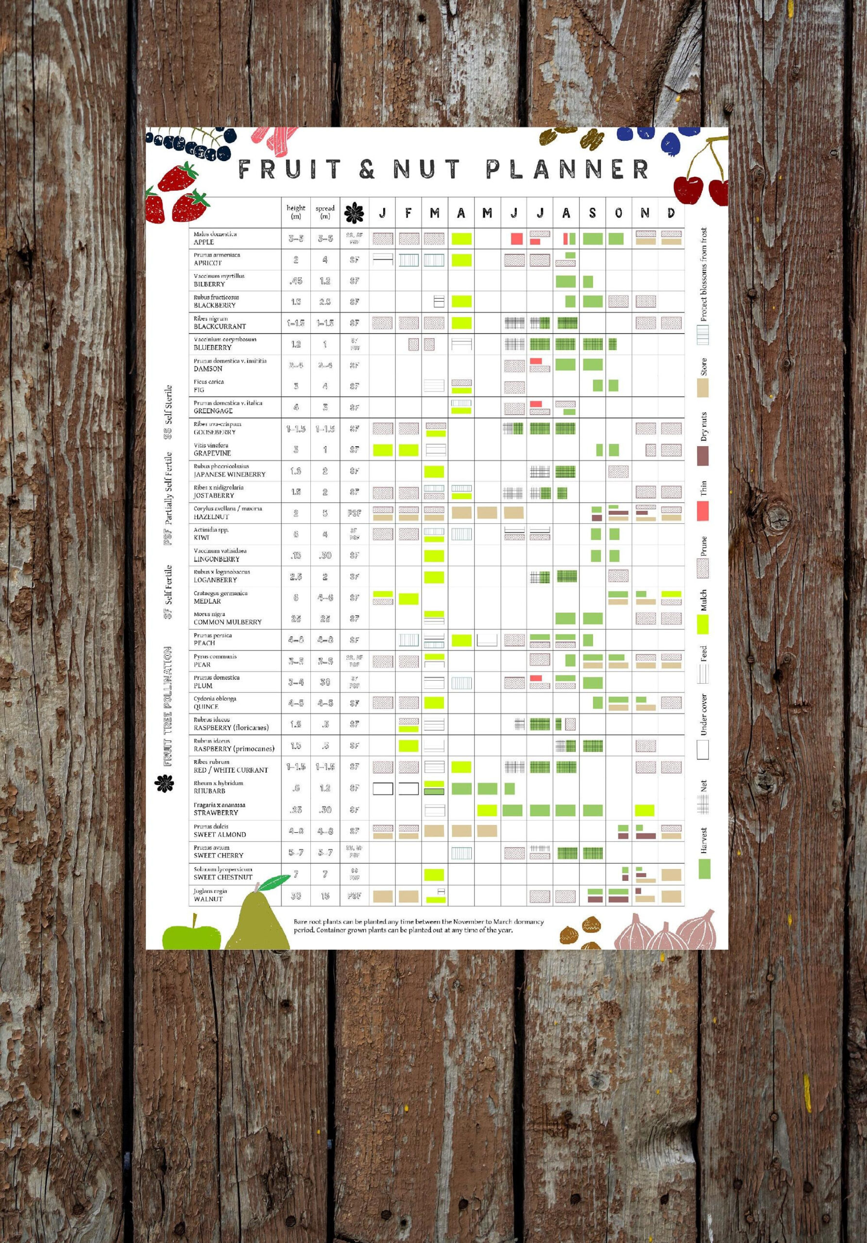 A3 Fruit And Nut Growing Planner // Allotment And Garden Calendar with regard to Printable Veg Planting Calendar 2025